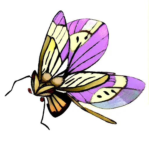 Moth With Outspanned Wings