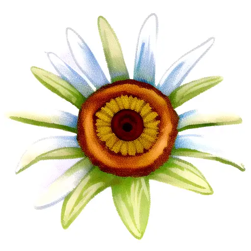 Daisy Flower And Rose