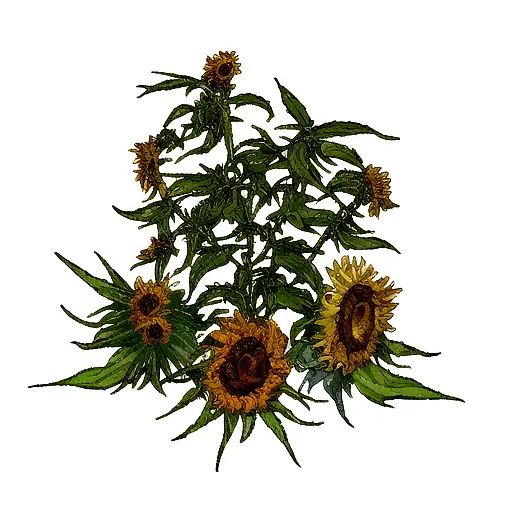 Cannabis Plant With Sunflowers And Berries Galaxy