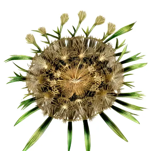 Angry Dandelion Spread 5 Seeds With Rised Hands