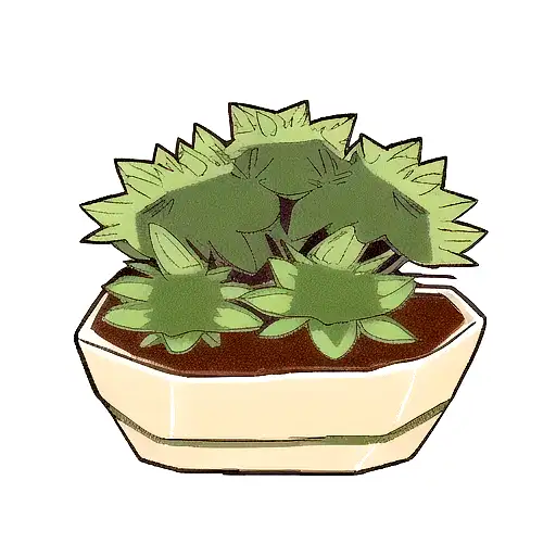 Succulent Plant