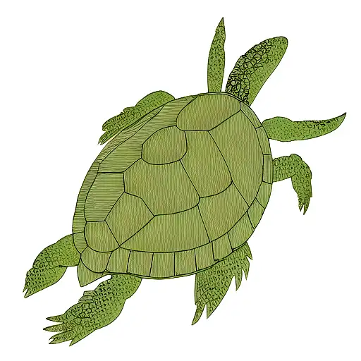 Turtle
