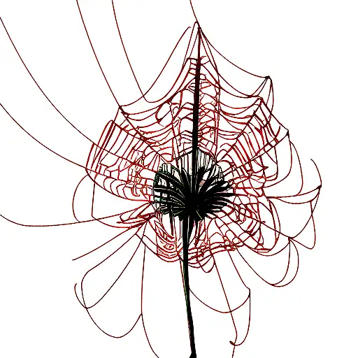 Spider Lily
