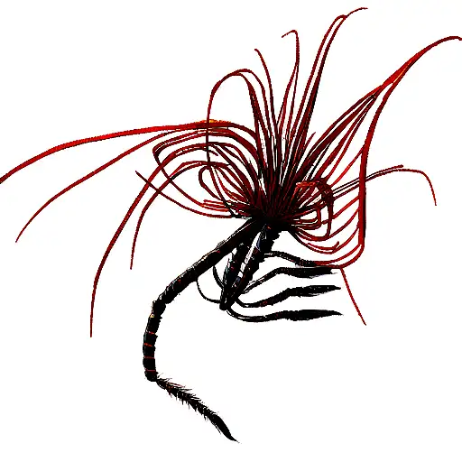 Red Spider Lily With Centipede As The Stem