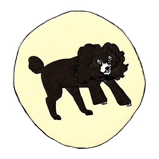 Black Poodle