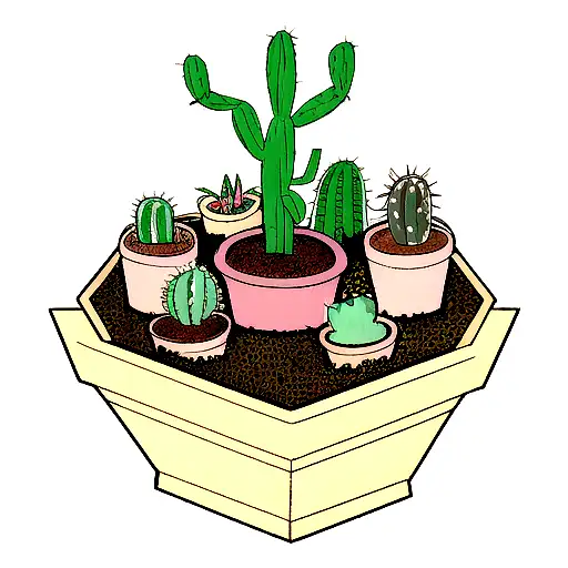 Cactus In Terracota Pot