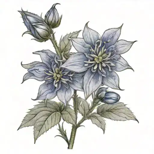 Borage Plant