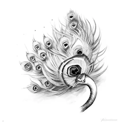 Peacock With A Long Tail Down With Sitting On A Brick Wall