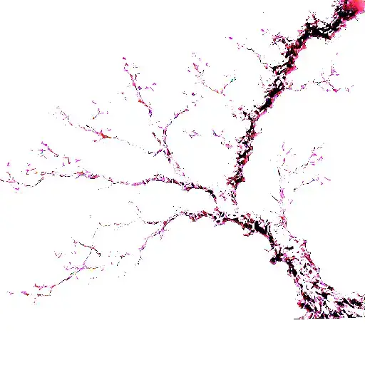 Japanese Cherry Blossom Tree