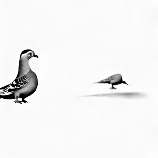 A Pigeon On A Black Background