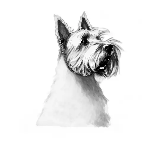 A Scottish Terrier