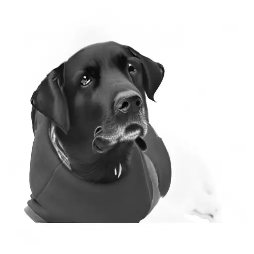 A Black Dog Wearing A Red And Green Sweater