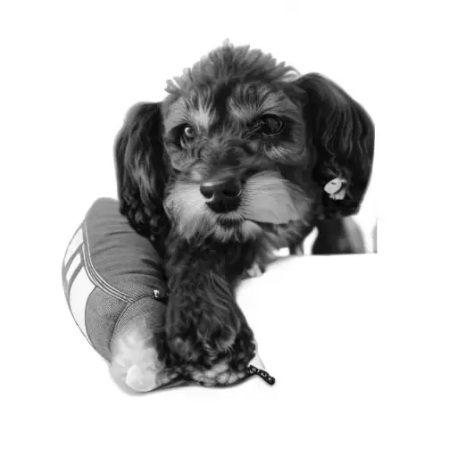 A Dog Laying On A Pillow