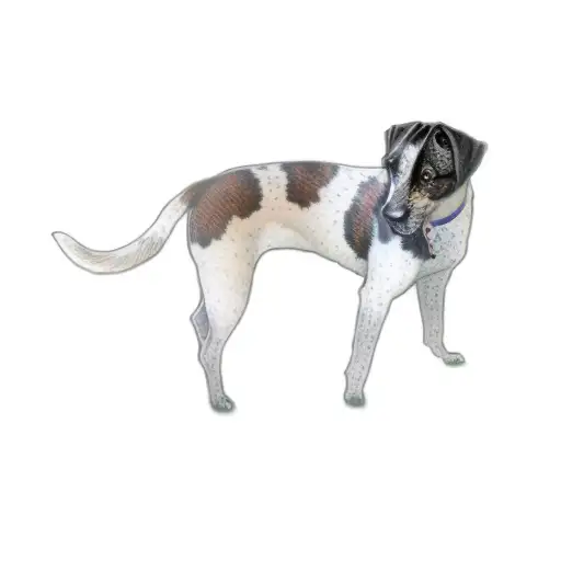 A Dog Standing On A Black Background