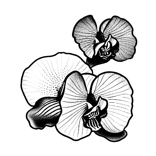 Poppy Flower And Orchid