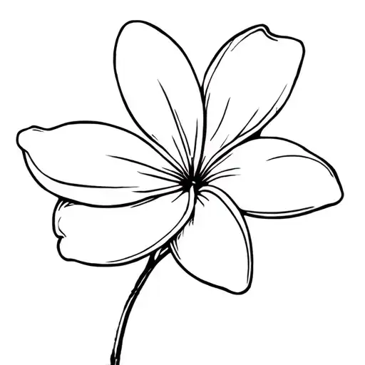 Frangipani Flower With 5 Petals And Without Stem And No Leaf