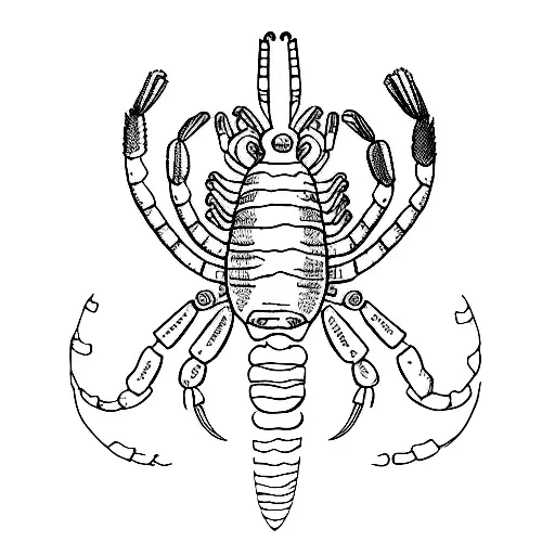 Western Rock Lobster Basic Line Drawing
