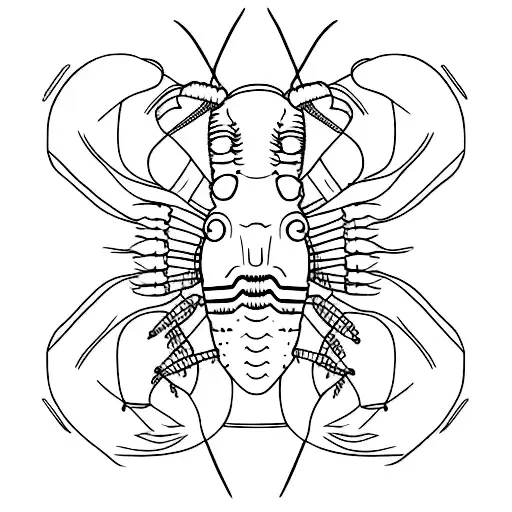 Western Rock Lobster Basic Line Drawing