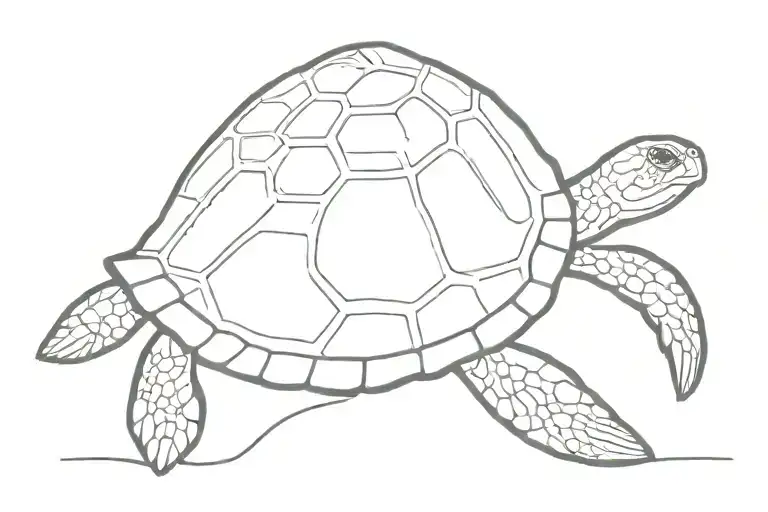 Turtle Seen His Reflection