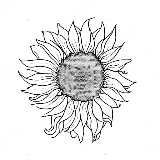 Laying Down Sunflower