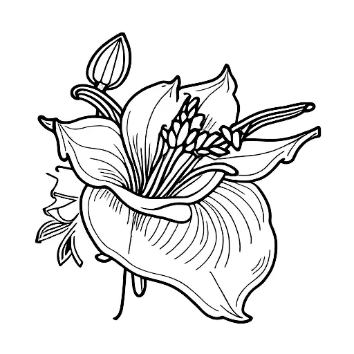 White Lily With One Leaf