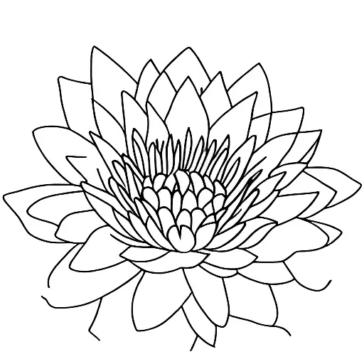 Water Lily With Cosmos Flower