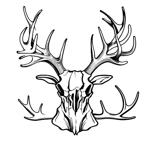 Deer Skull And Antlers