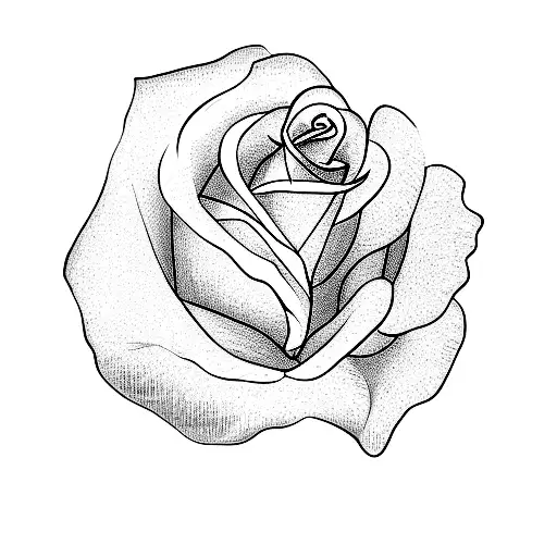 A Rose