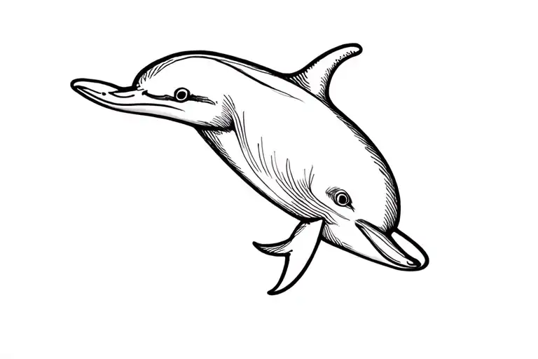 Calm Dolphin