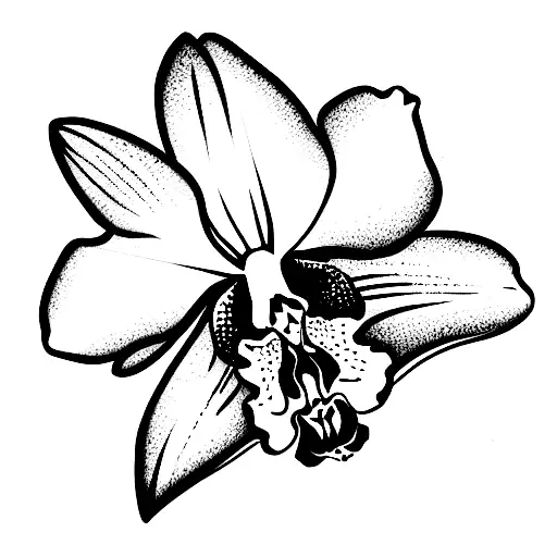 Orchid With Constelation