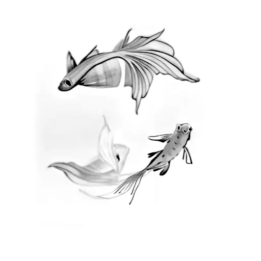 Two Betta Fish On A Black Background