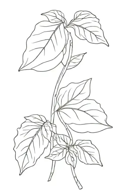 Basil Leaf