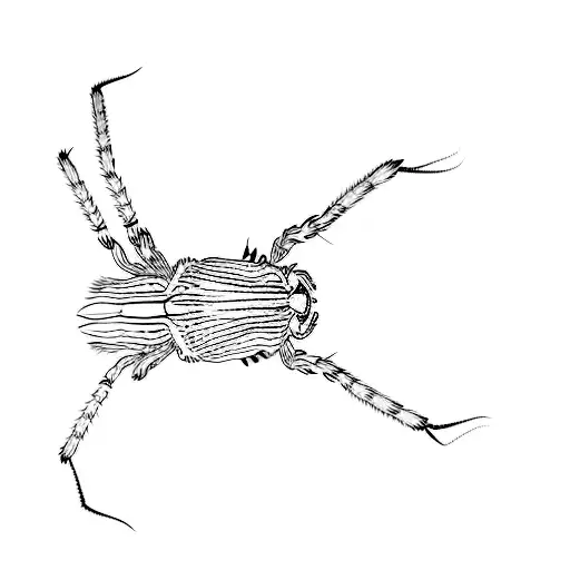 A Spider On A Black Background