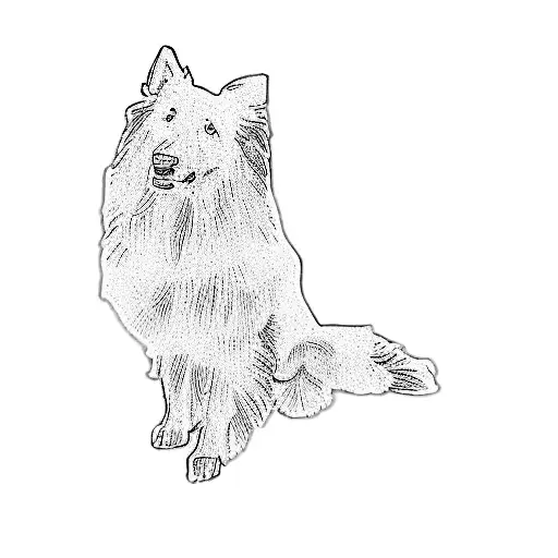 A Collie Dog