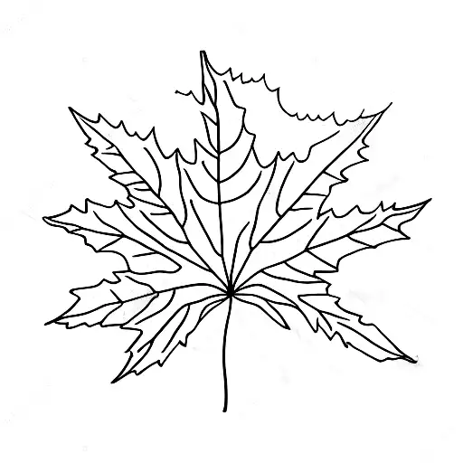 Maple Leaf