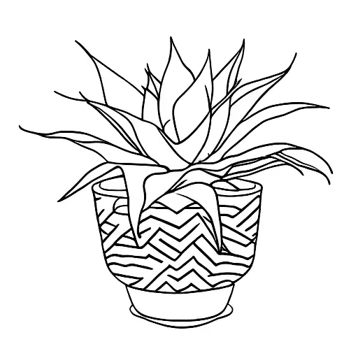Aloe Plant In Pot