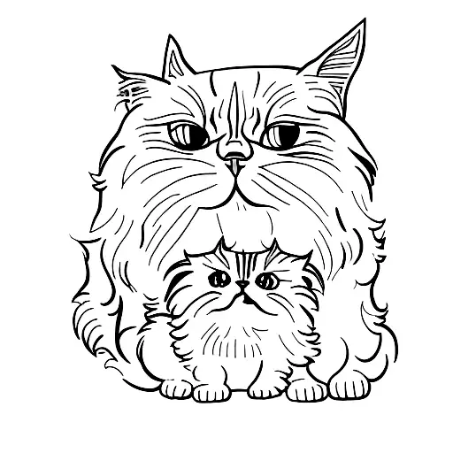 Two Headed Persian Cat