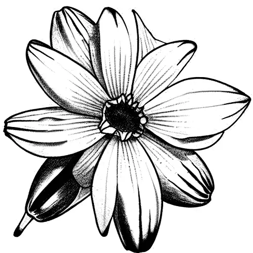 Daisy Daffodil Narcissus