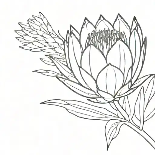 Outline Floral Protea Flower Blooming