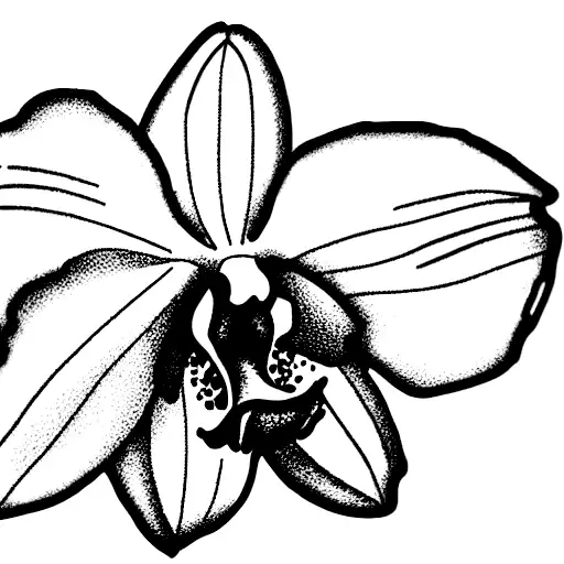 Orchid