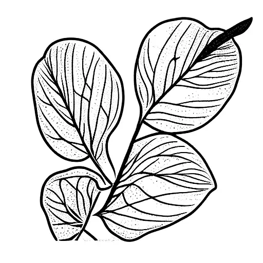 Anthurium Plants In Single Linework Each Plant Is Different