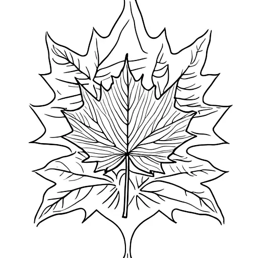 Maple Leaf