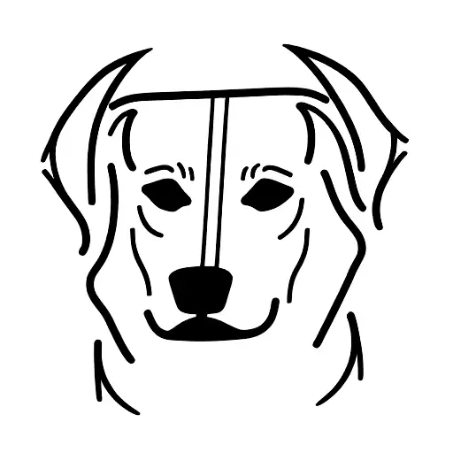 Golden Retreiver Dog Named Thor