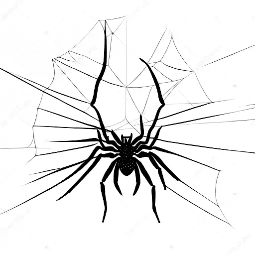 Spider