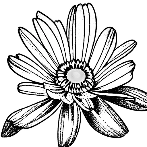 Daisy Chrysanthemum Carnation Daffodil Narcissus All Together