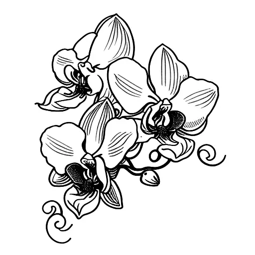 Orchid