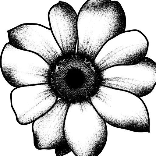 Daisy Snowtop Morning Glory