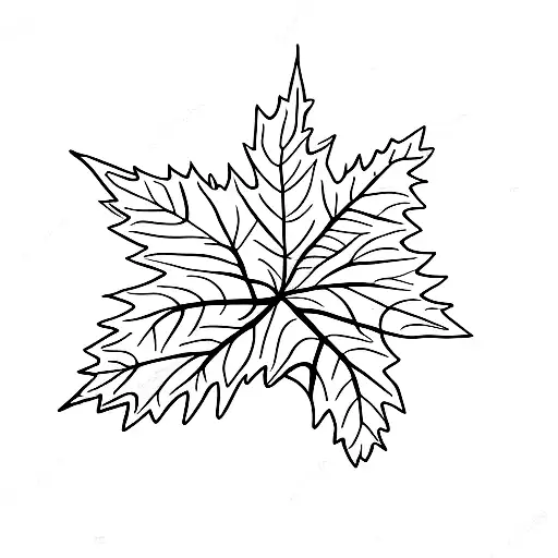 Maple Leaf