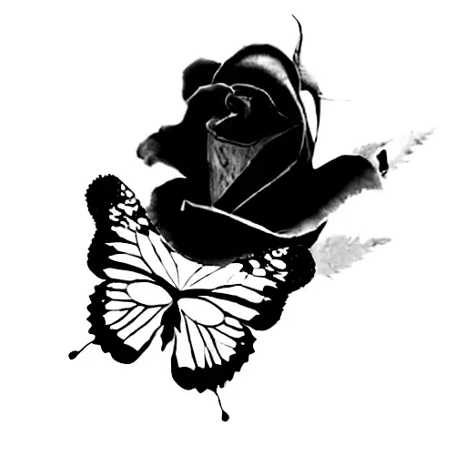 A Butterfly And A Rose