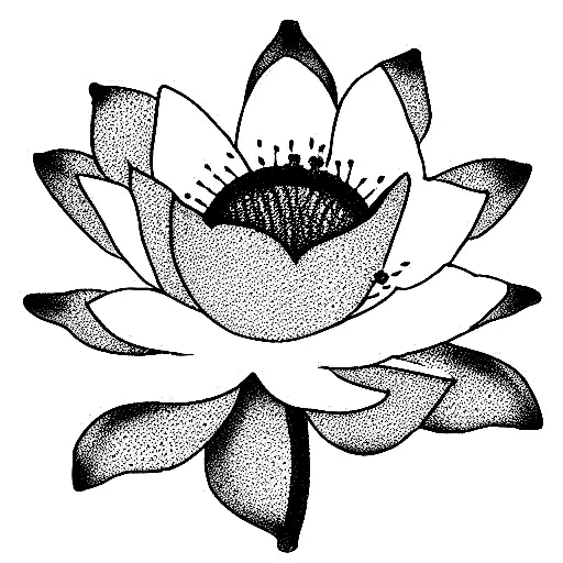 Lotus Flower With Cherry Blossom